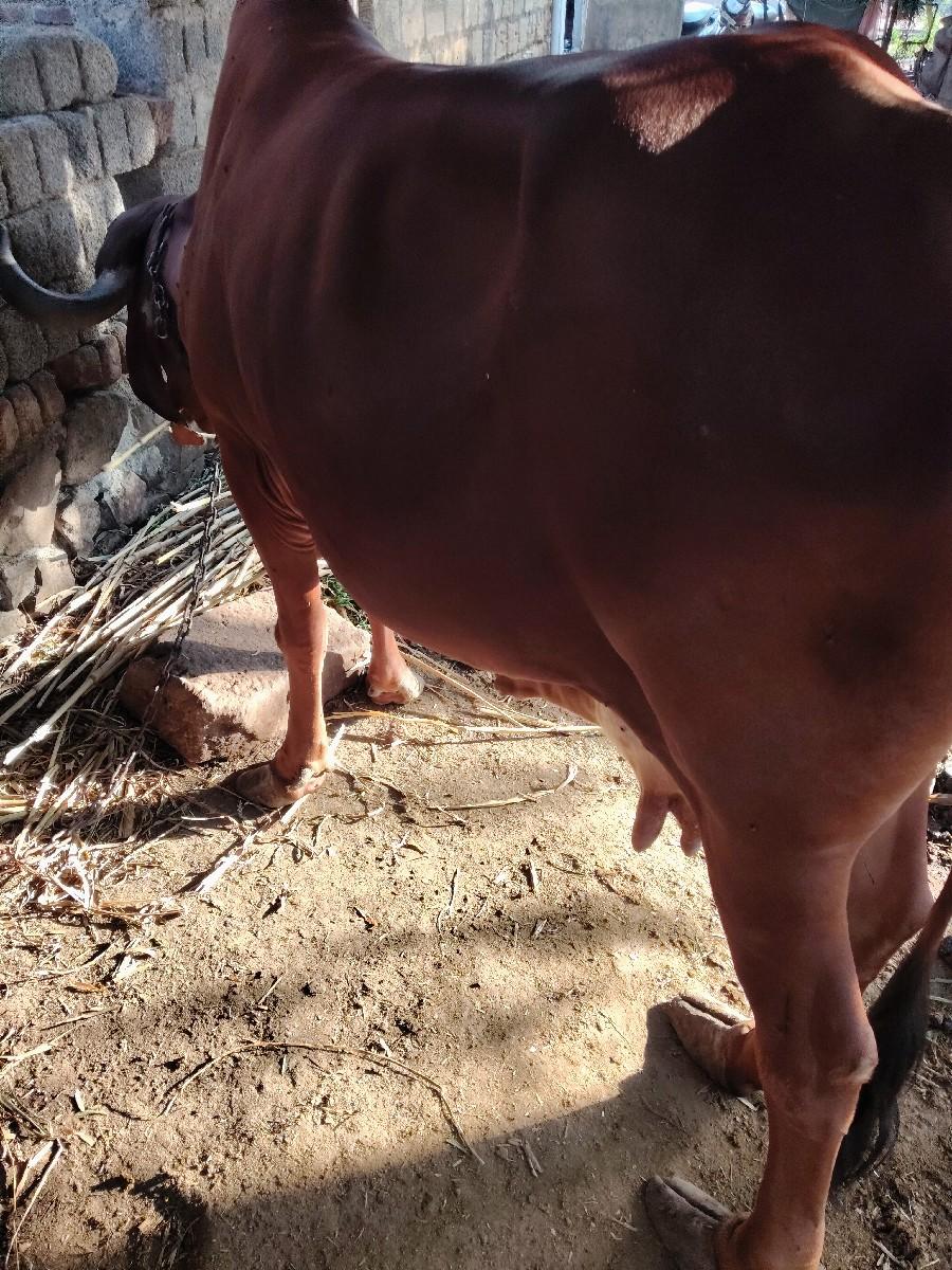 થંબનેલ 2