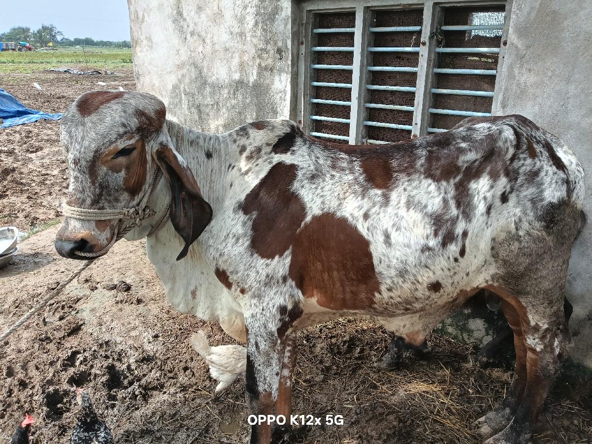 થંબનેલ 2