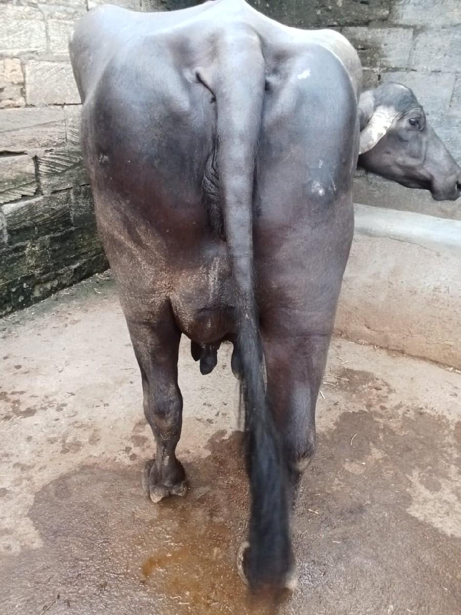 થંબનેલ 2