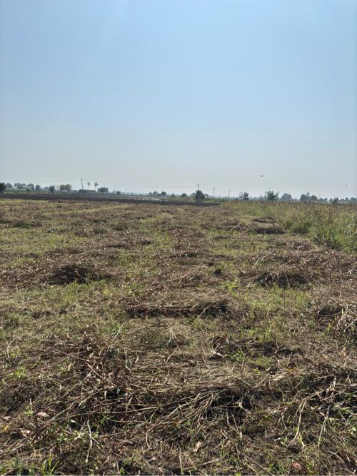 10 વીઘા ની સુકેલ જુવાર વેસવા ની છે