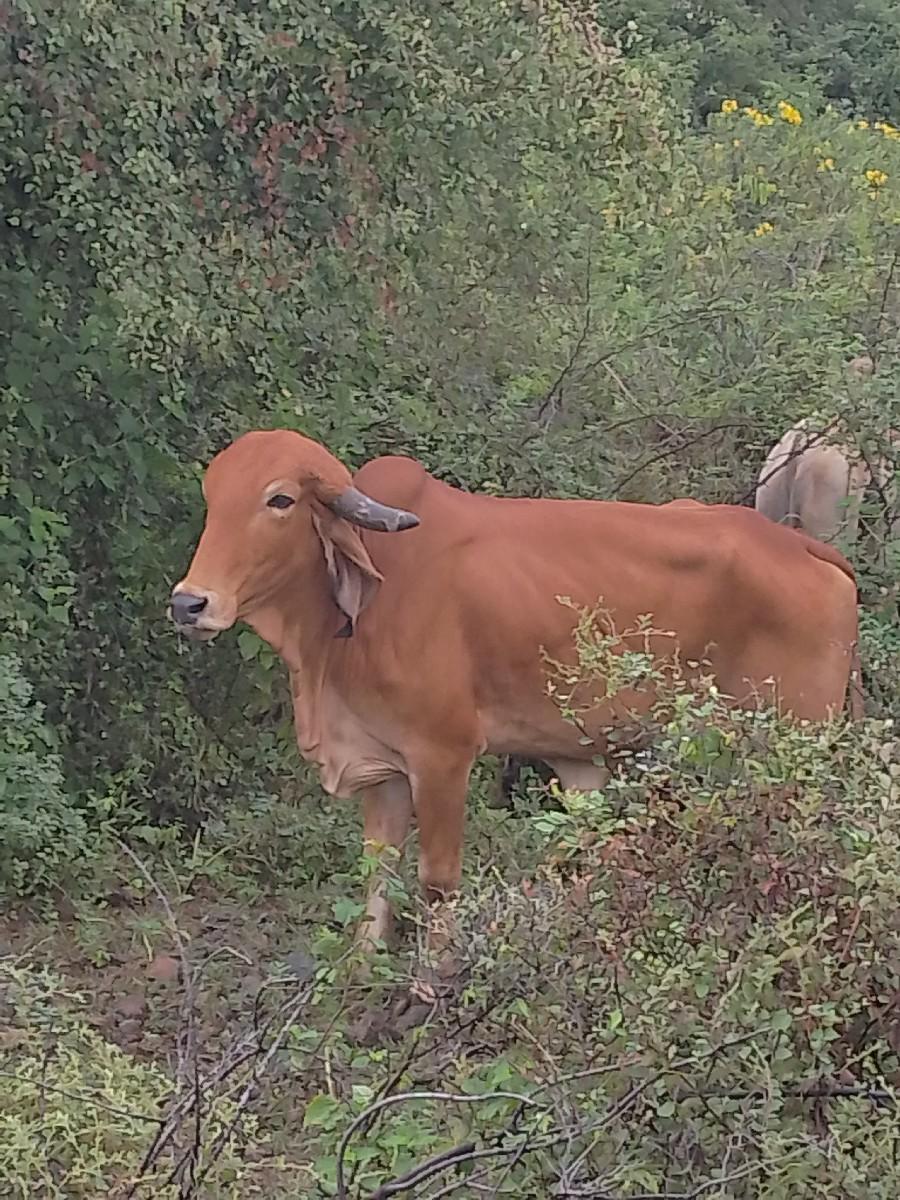 વેચવાની છે