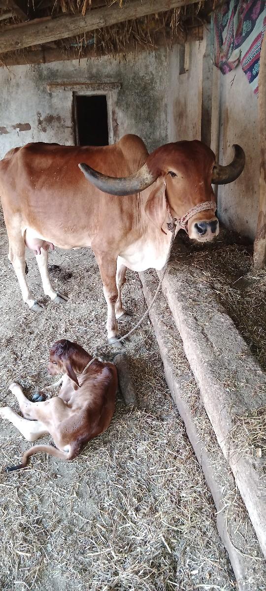 થંબનેલ 3