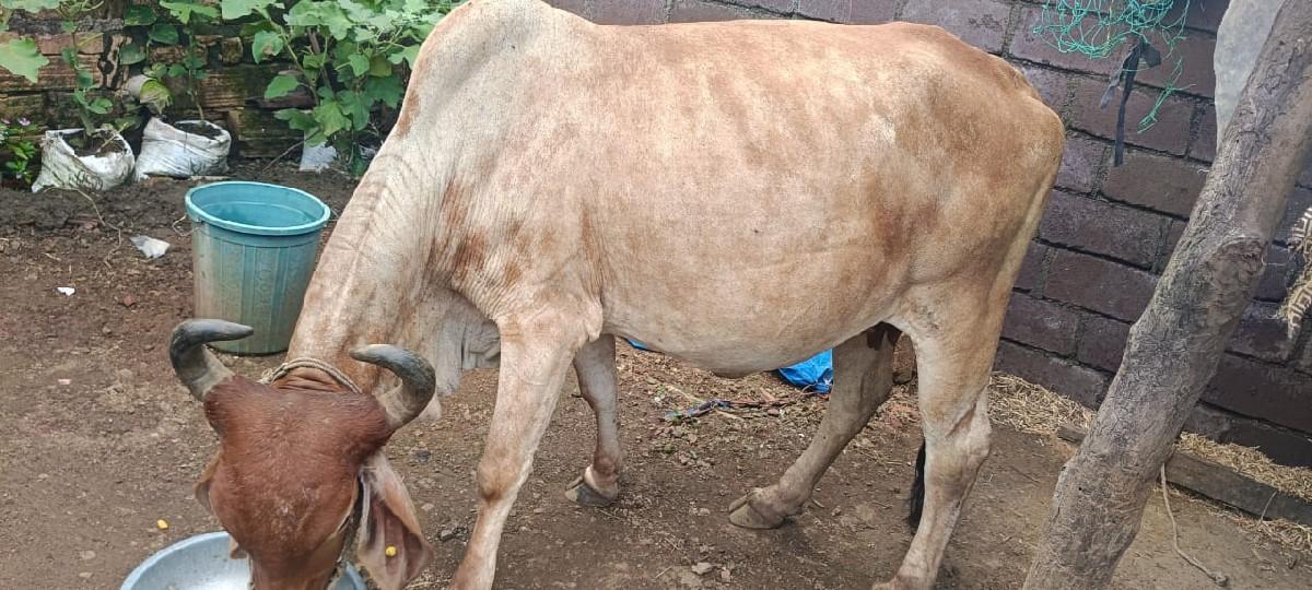 થંબનેલ 3