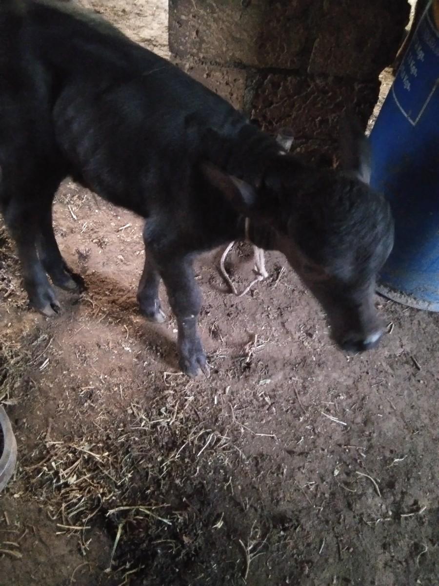 પાડો વેચવાનો