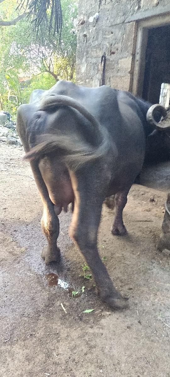 ભેશ વેચવાની છે.