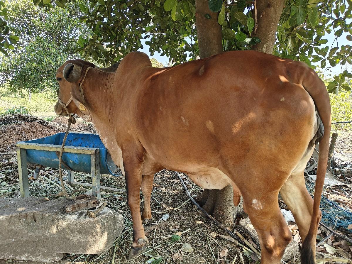 થંબનેલ 3