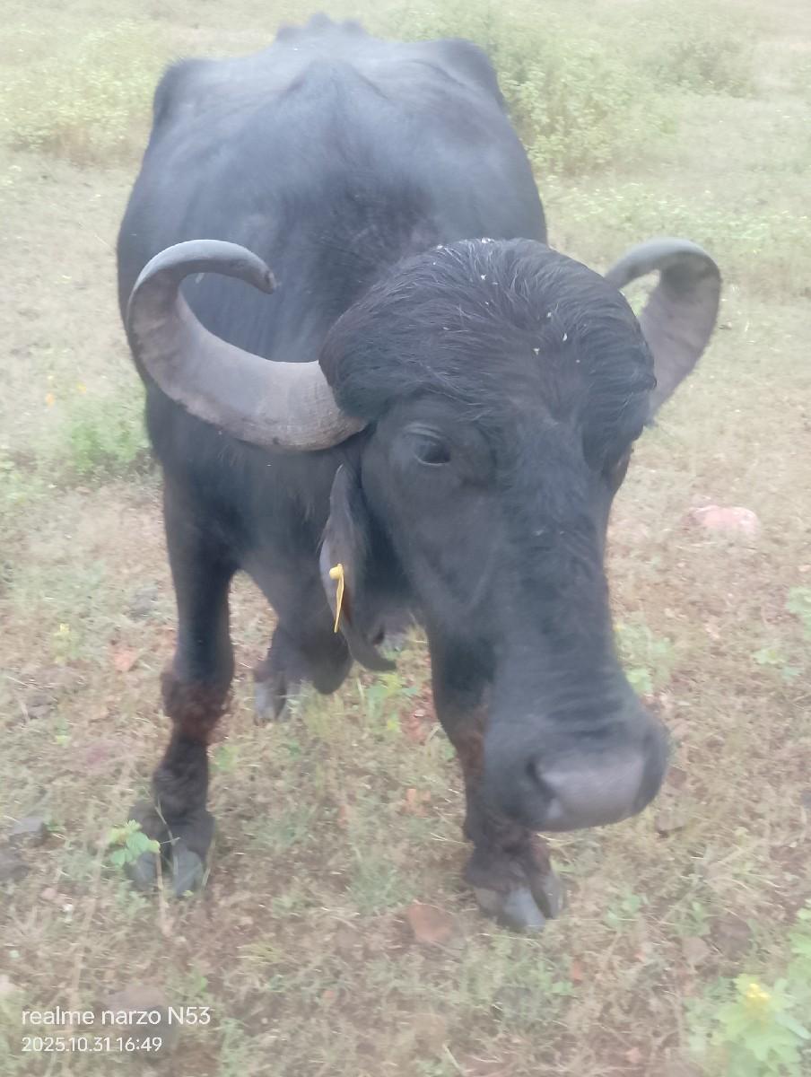 થંબનેલ 2