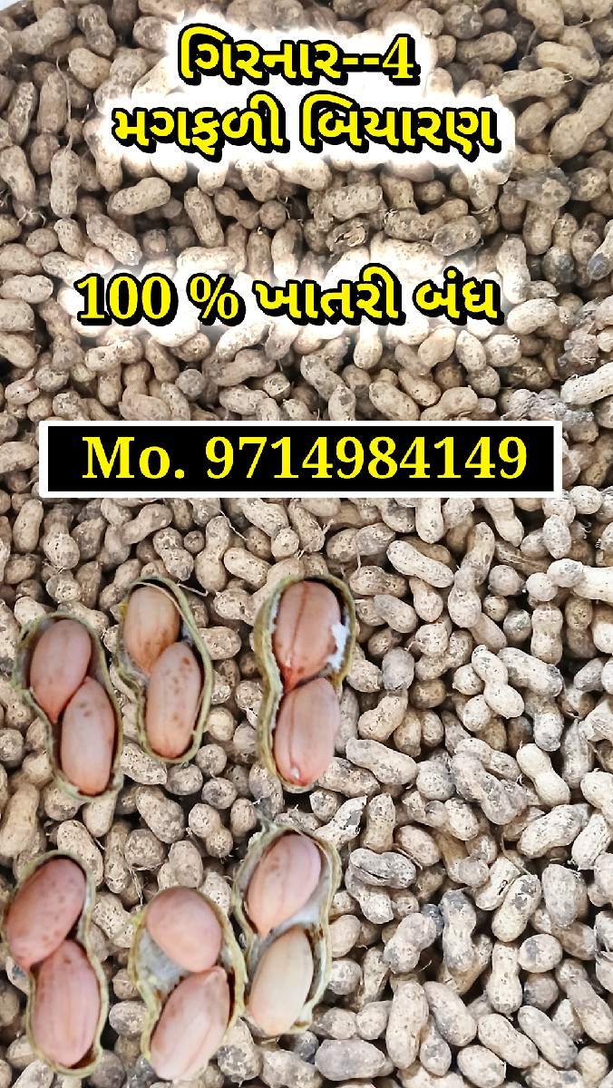 ગીરનાર ૪ મગફળીનું બિયારણ