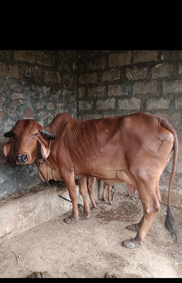 વેચવાની છે