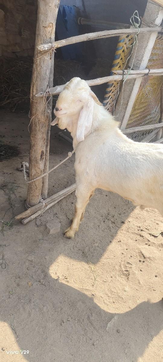 થંબનેલ 3