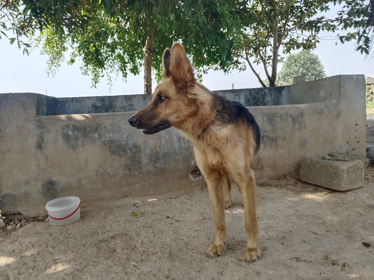 કૂતરો વેચવાનો છે