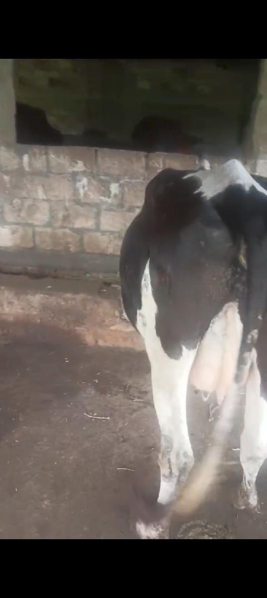 થંબનેલ 3