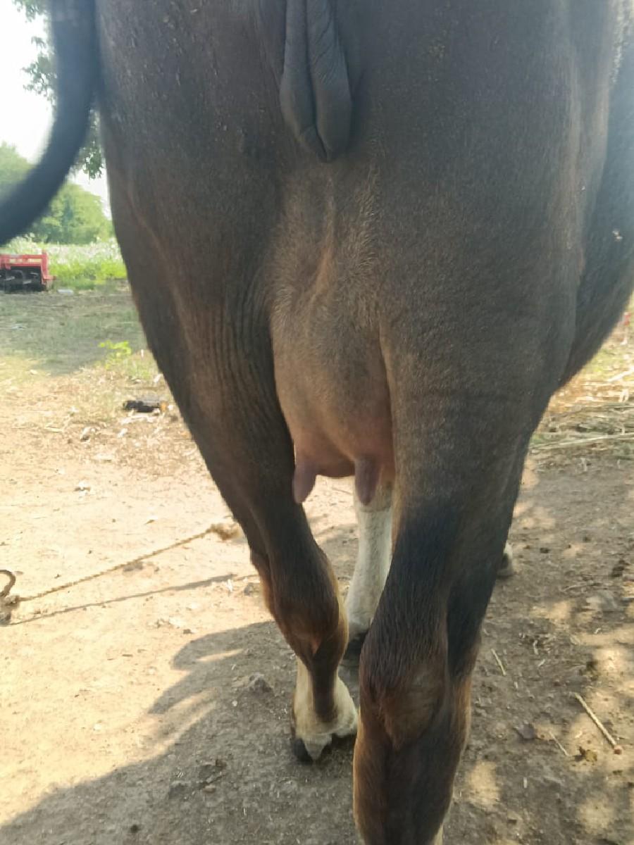 થંબનેલ 2