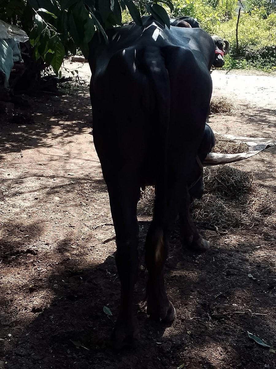 થંબનેલ 3