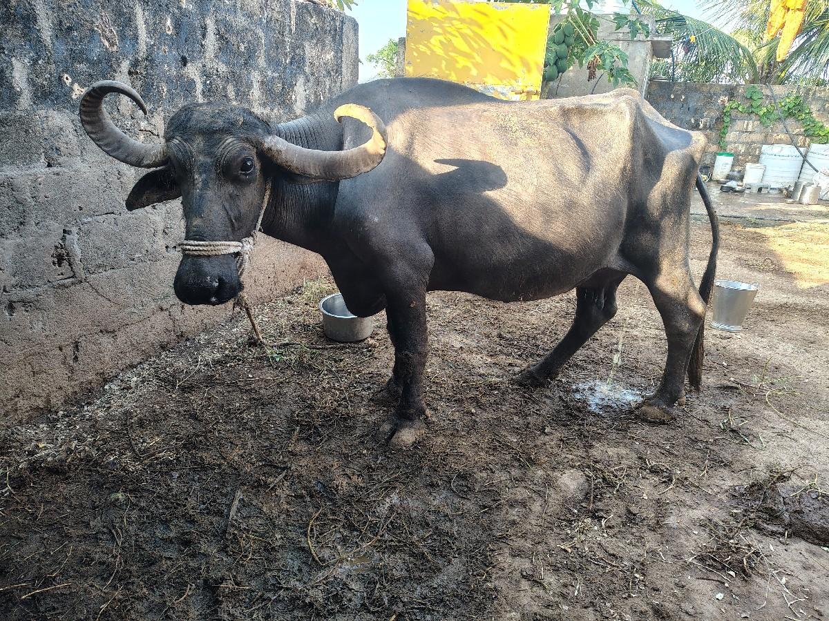 થંબનેલ 2