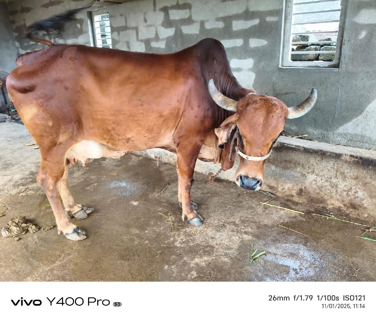 ગાય વેચવાની છે