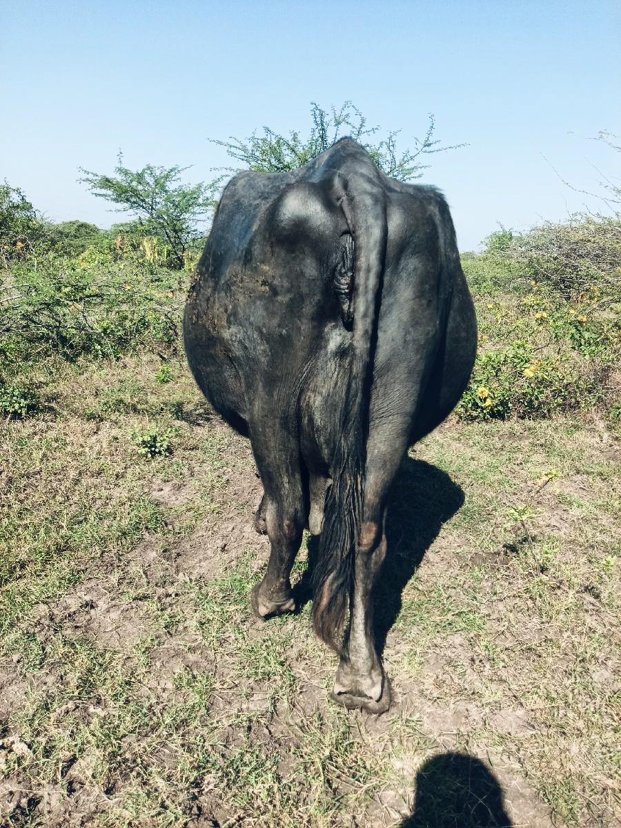 ભેંસ વેચવાની છે