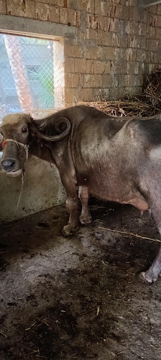 થંબનેલ 2