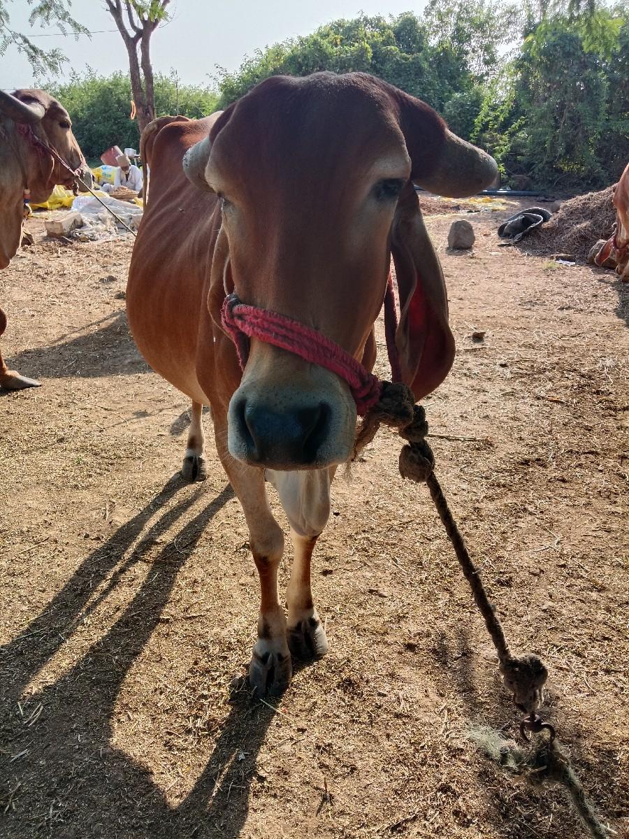 વેચવાની છે