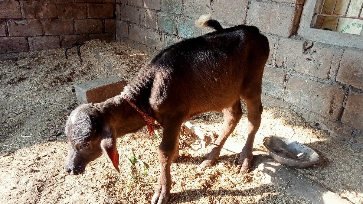 15 દિવસ નો છે પાડો