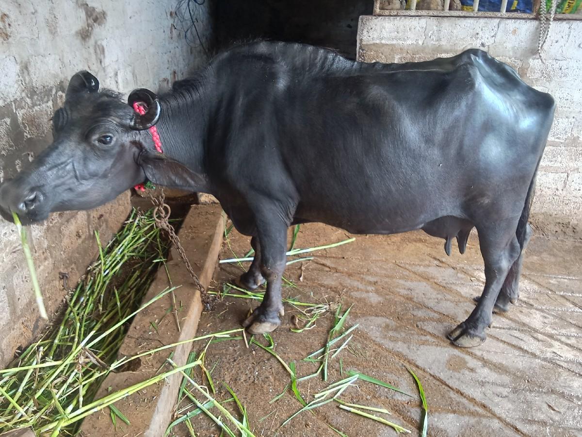 થંબનેલ 3