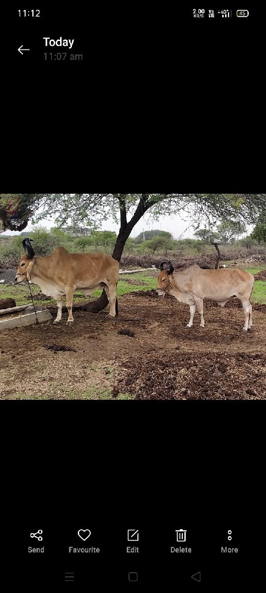 બડધ વેચવાના સે સોમાભાઈ