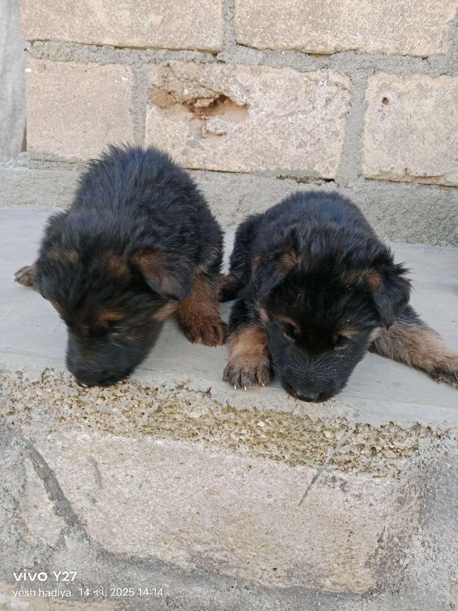 જર્મન શેફર્ડ ગલુડીયા વેચવાનું છે