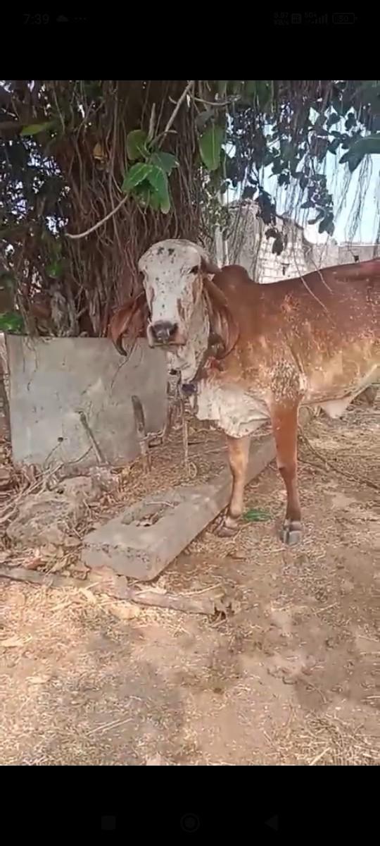 ગીર વોકી વેચવાની સે 1047બીજદાનીસે