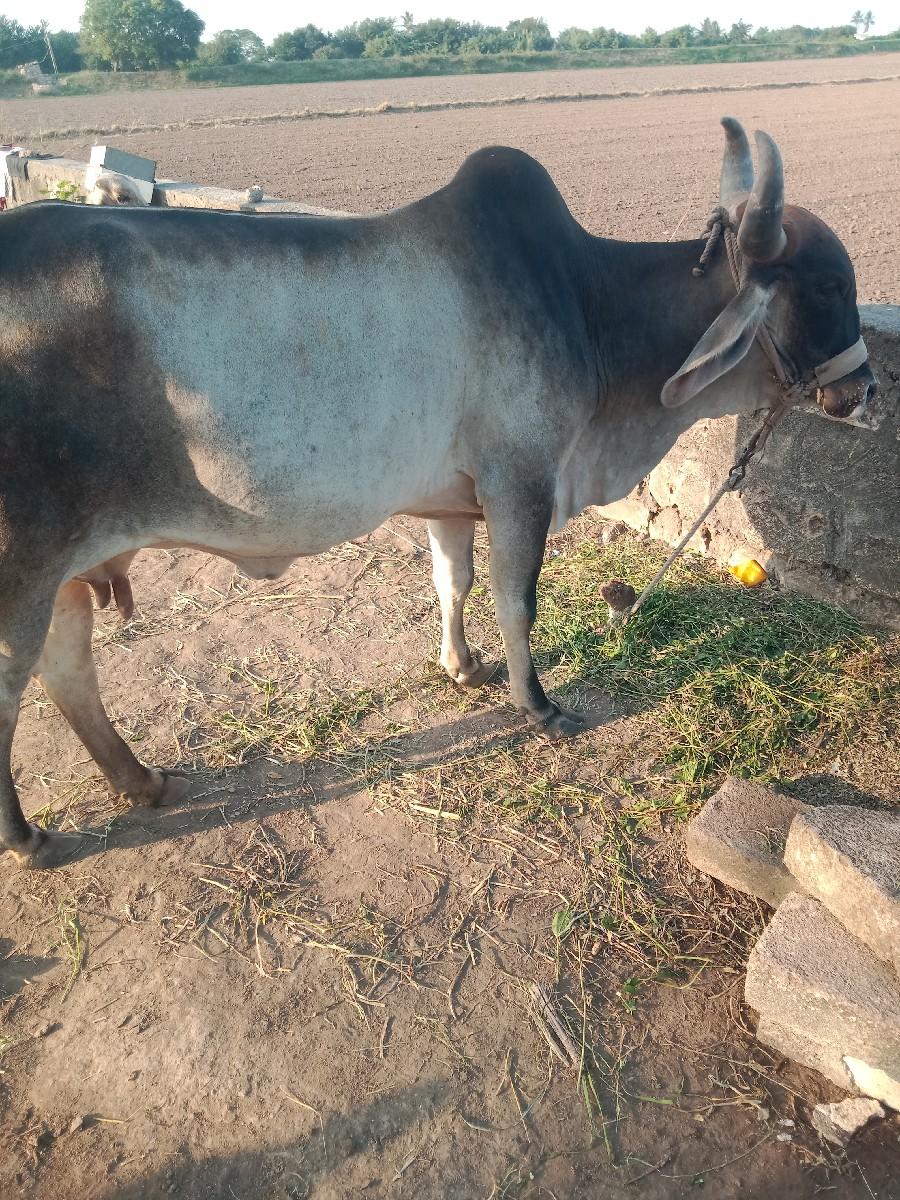 ગાય વેચવાની છે