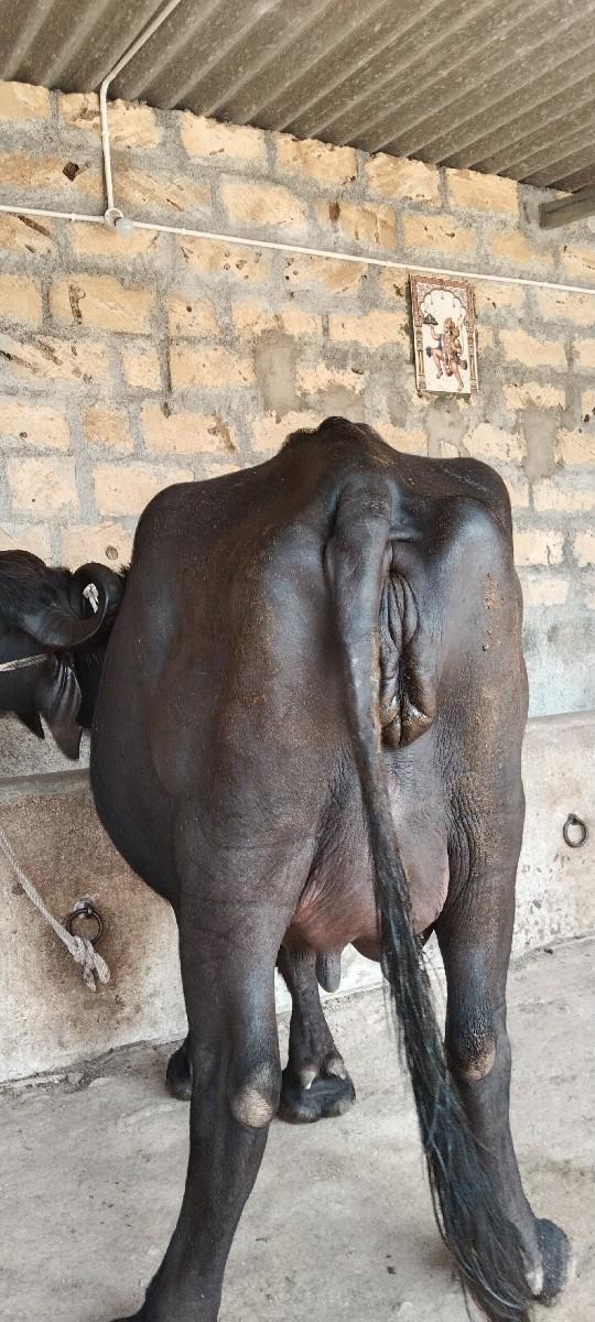 થંબનેલ 3