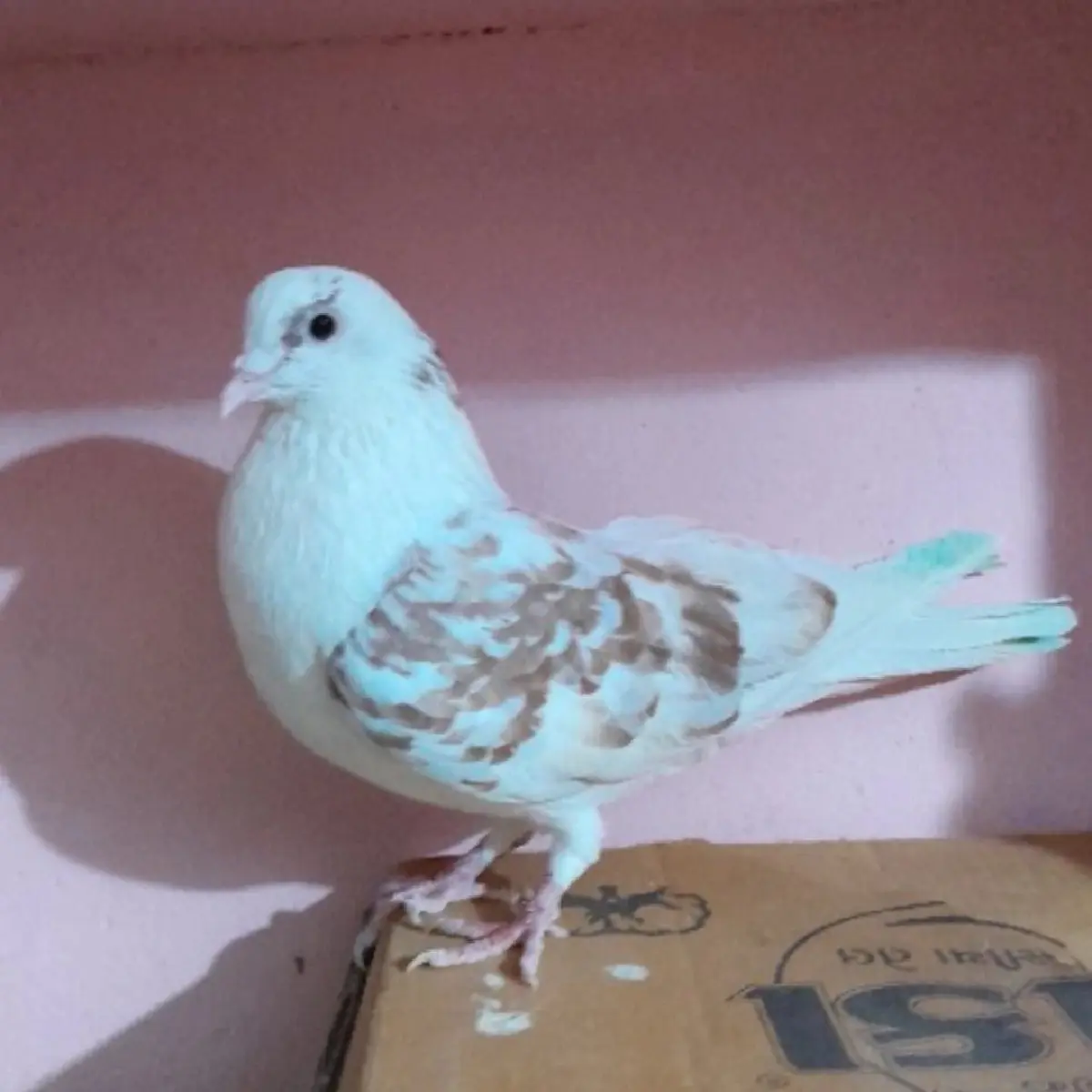 કબુતર વેચવાના છે