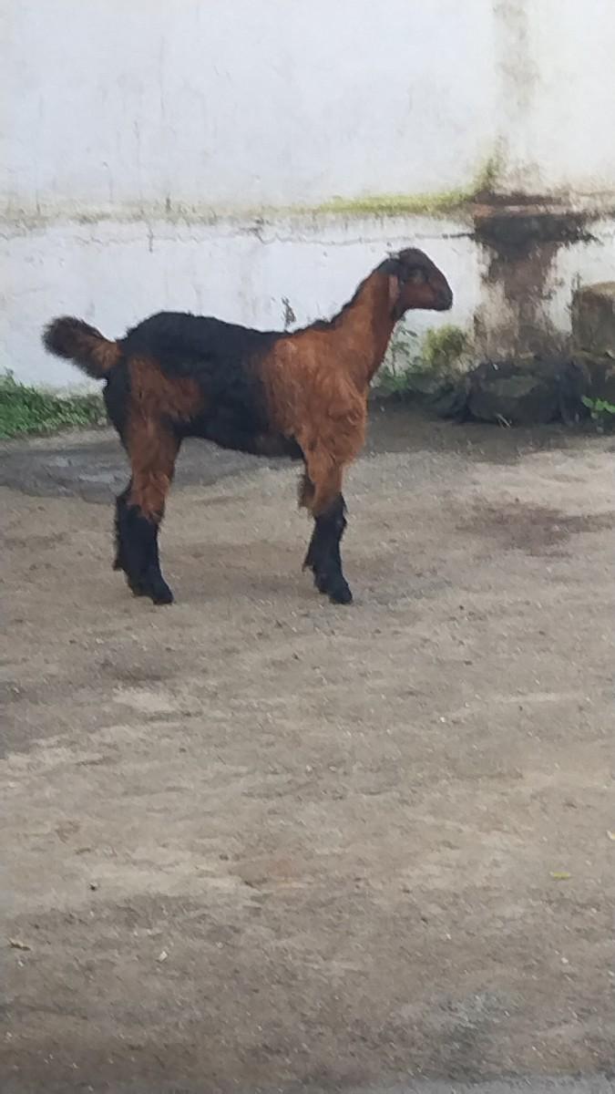 બંસરી વૈચવાની છે