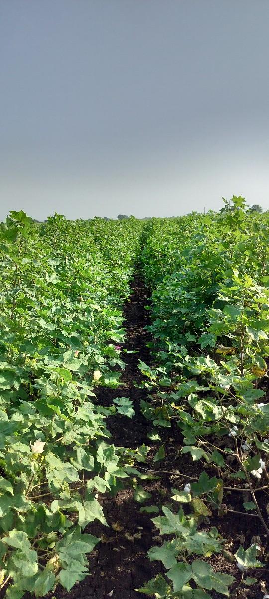 Jameen bechwani chhe