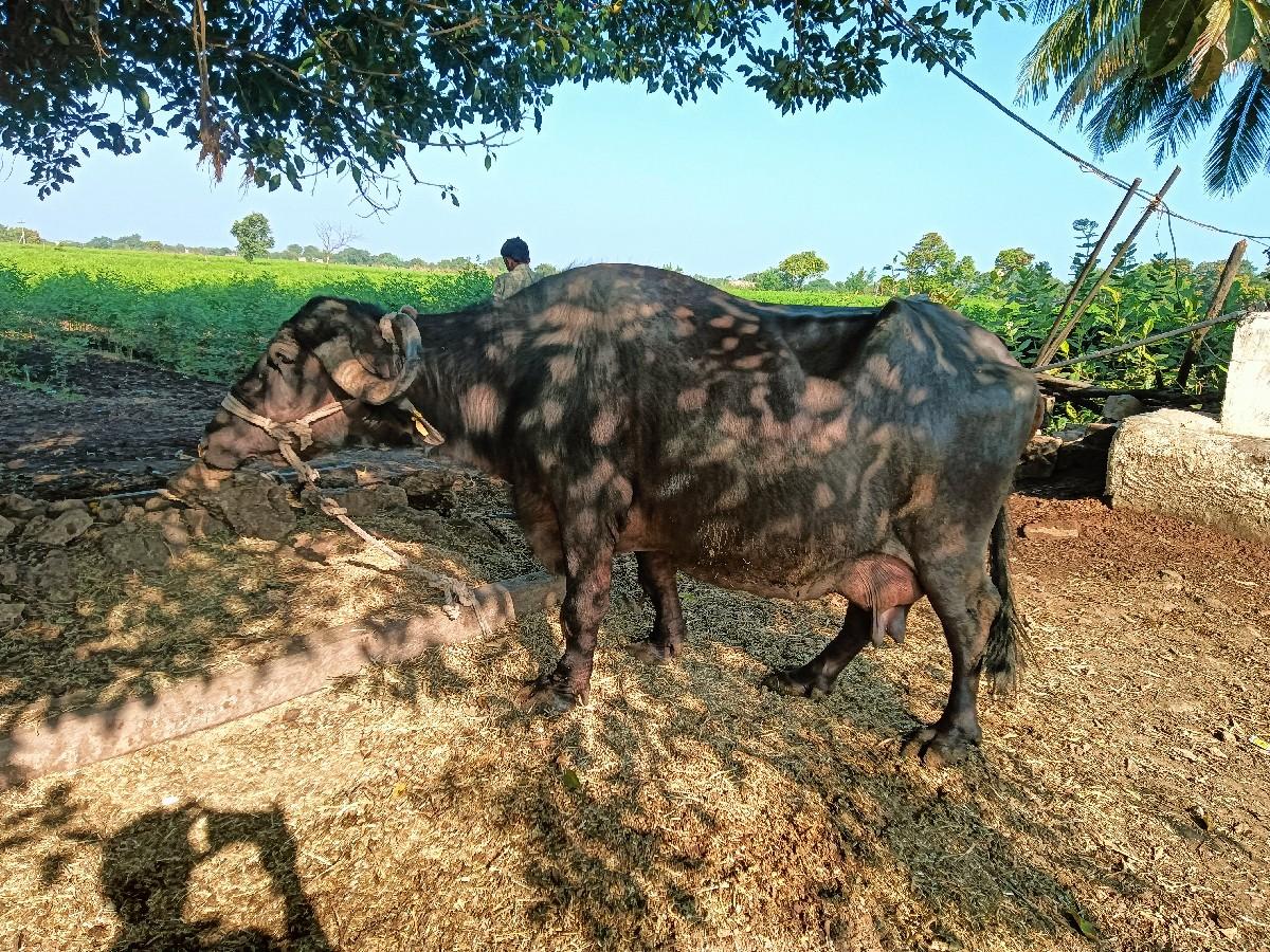 થંબનેલ 2