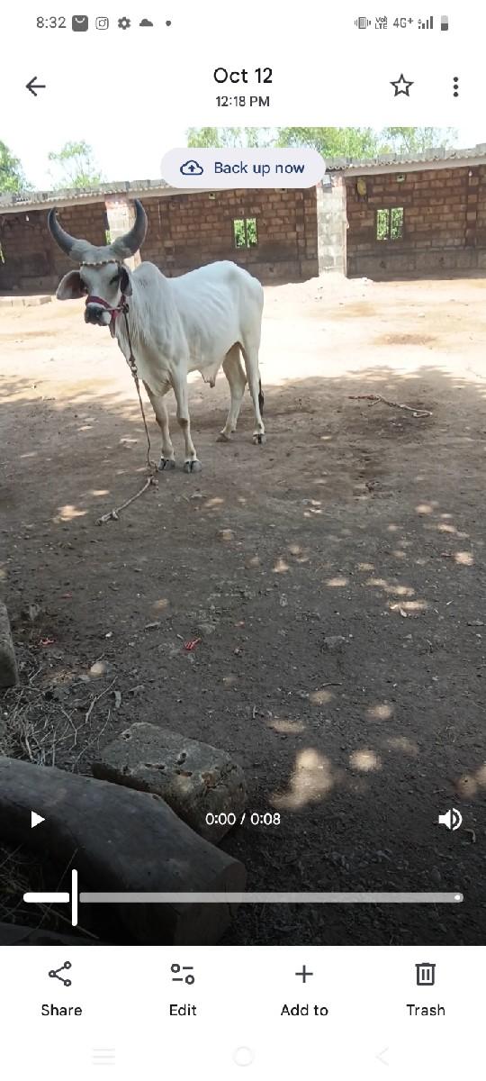 ગોંડલ  વેચવા છે ચાર દાંત છે