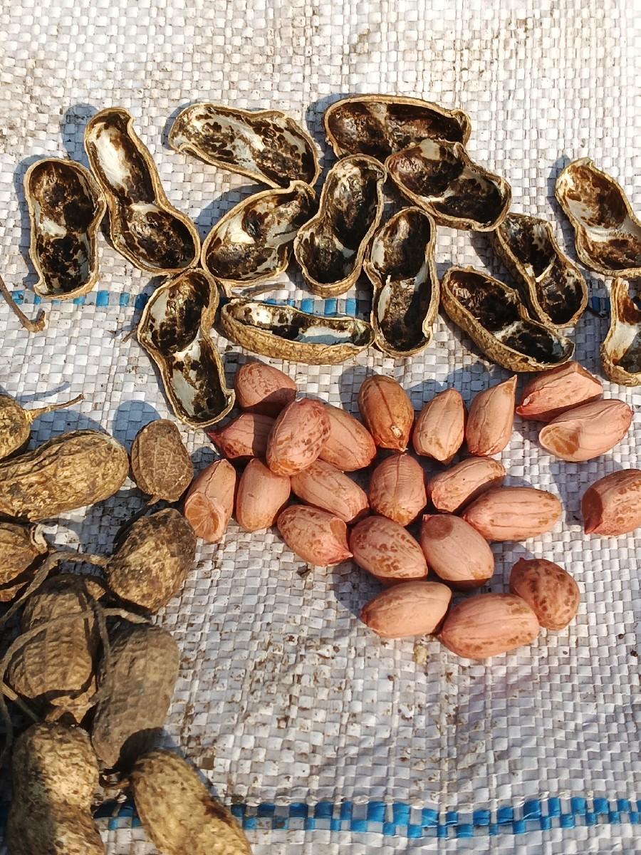 g 20 madvee vesh vanise