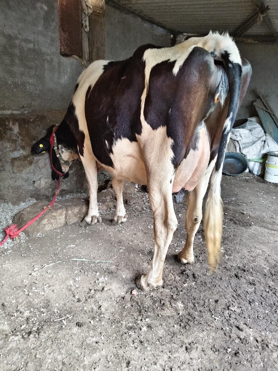 થંબનેલ 2