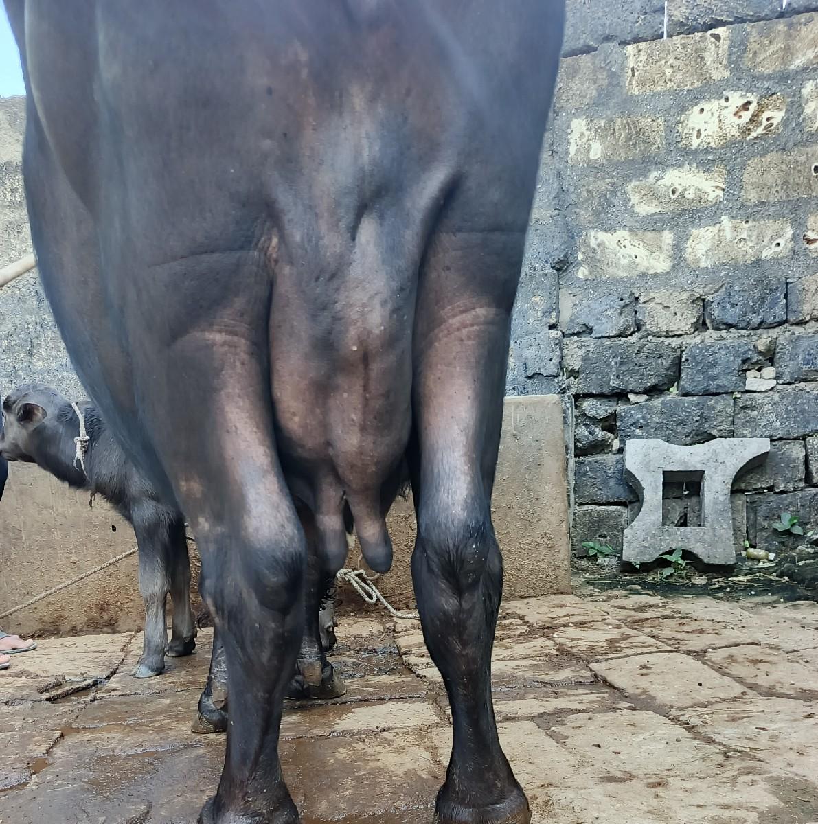 થંબનેલ 3