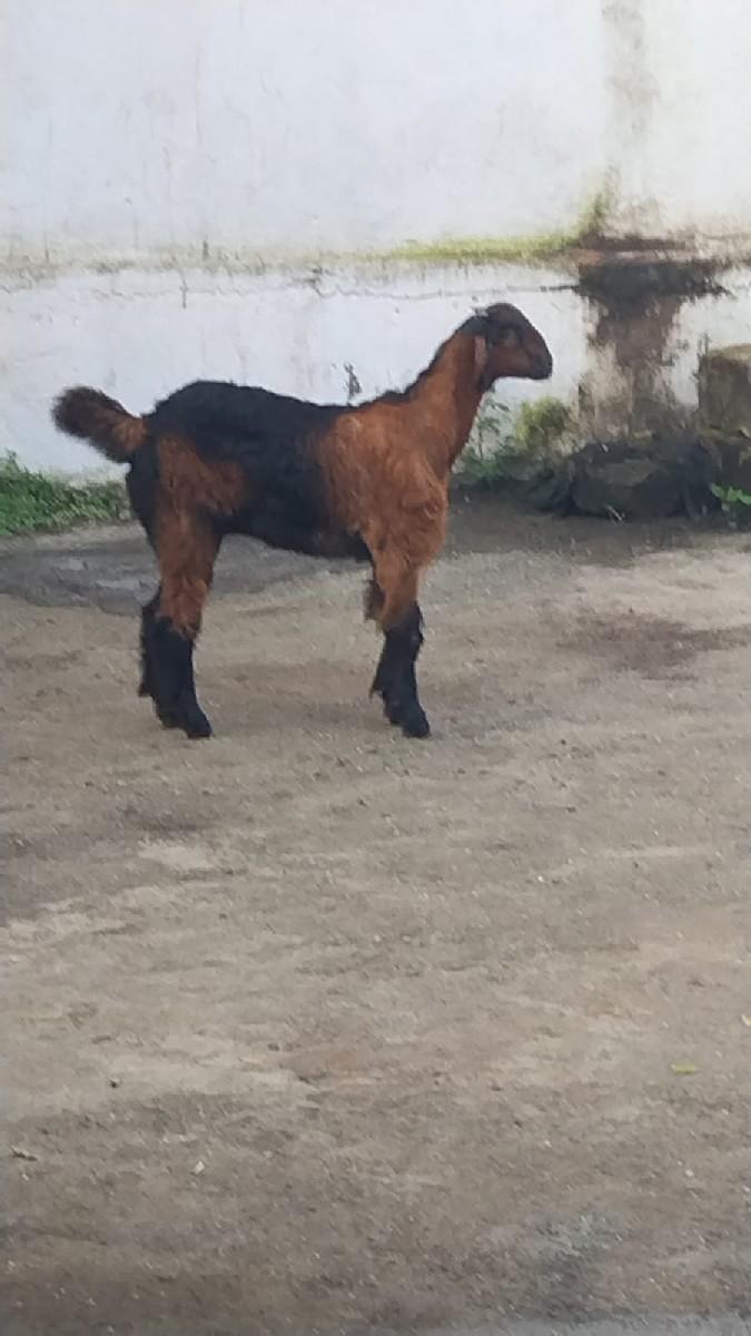 બસલી વેચવાની છે