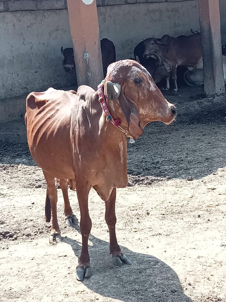 થંબનેલ 2