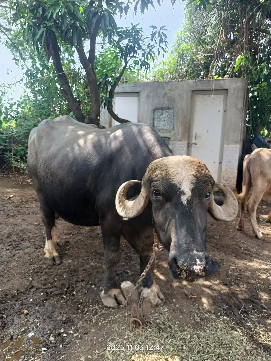 થંબનેલ 2