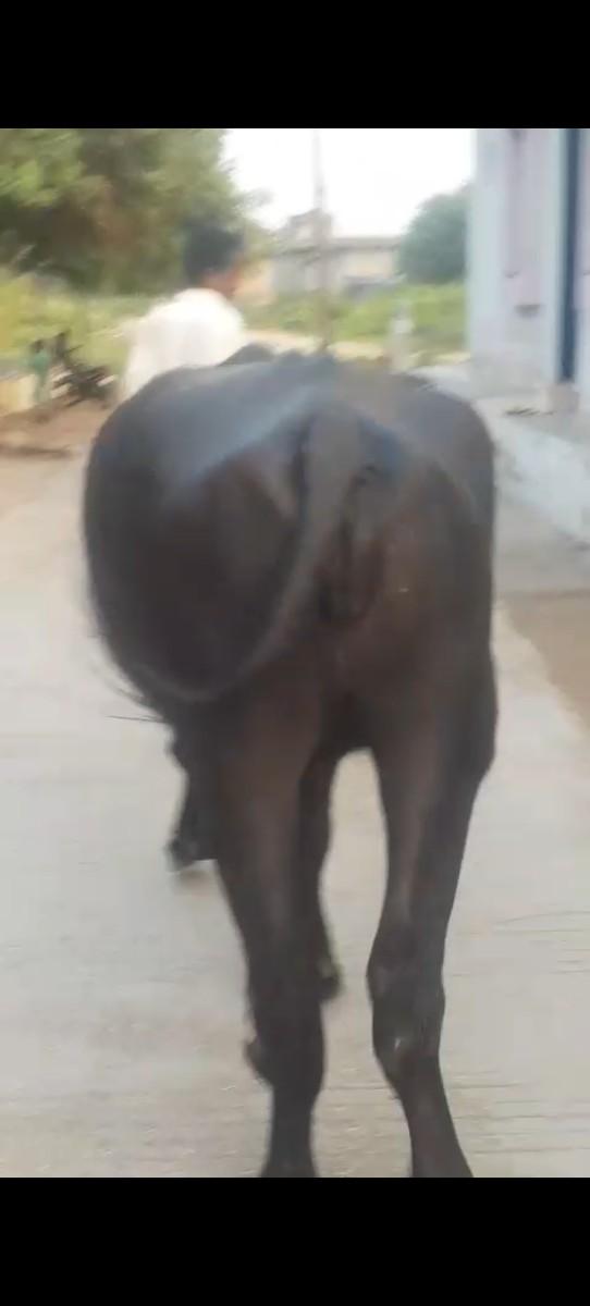 આ ખડેલી ના સાટા કરવાનાસે