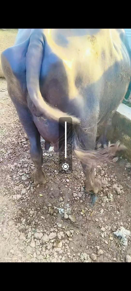 ભેંસ વેચવાની છે