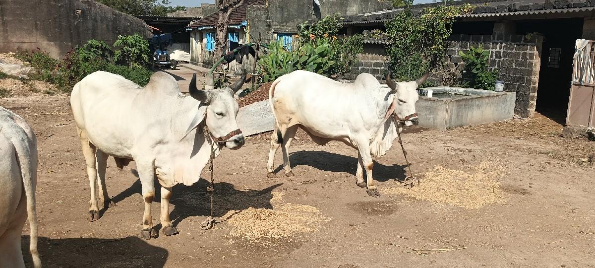 થંબનેલ 3