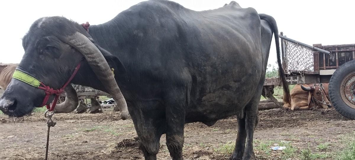 થંબનેલ 3