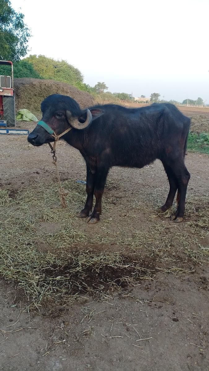 થંબનેલ 2