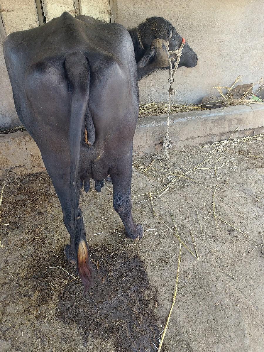 થંબનેલ 2