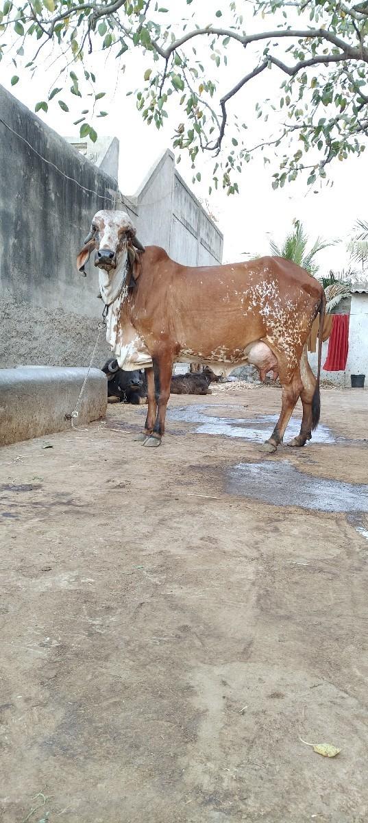 આ ગાય વેસવાની છે 15દીવસની કાસી છે