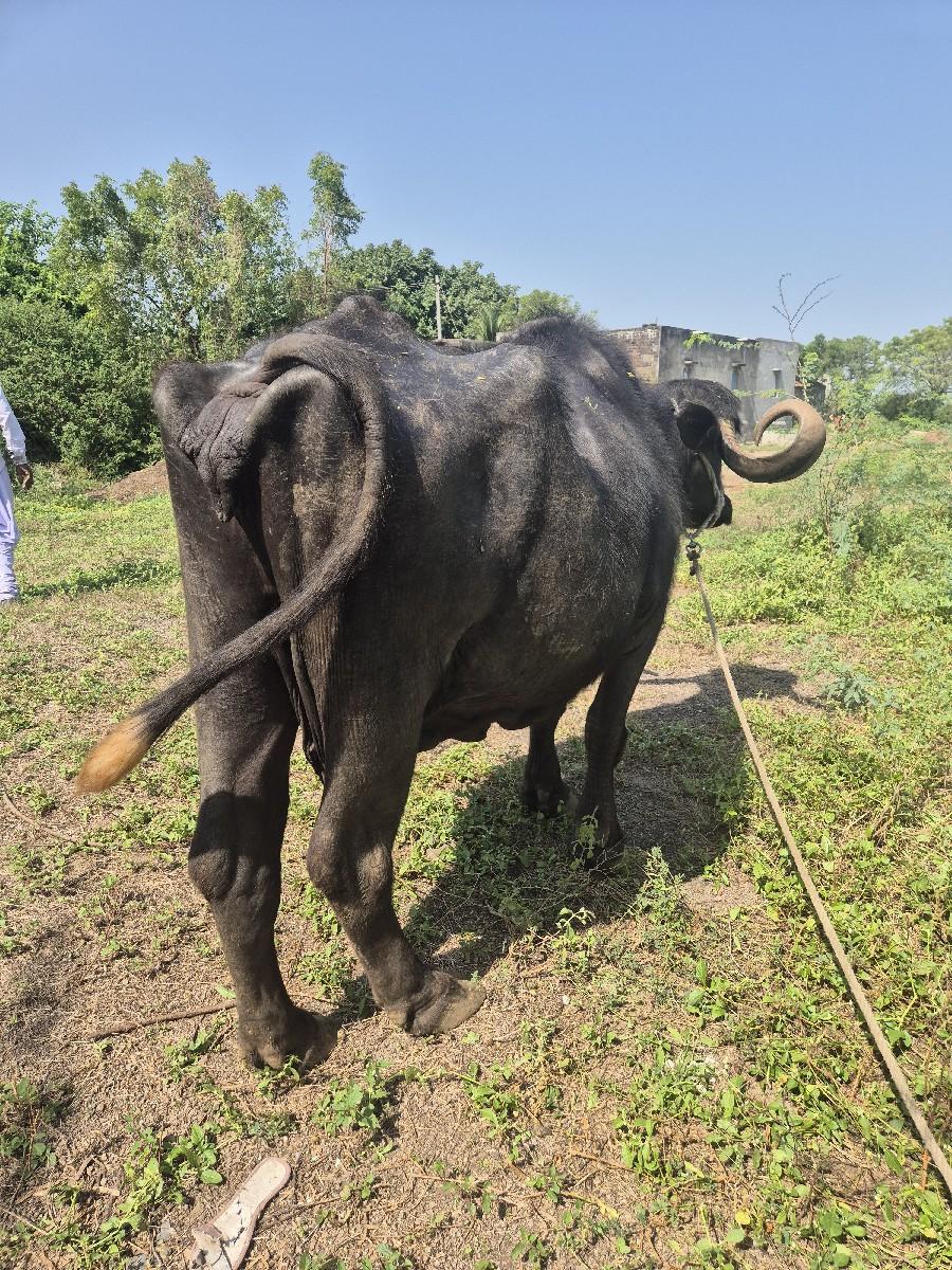 વેચવાની છે