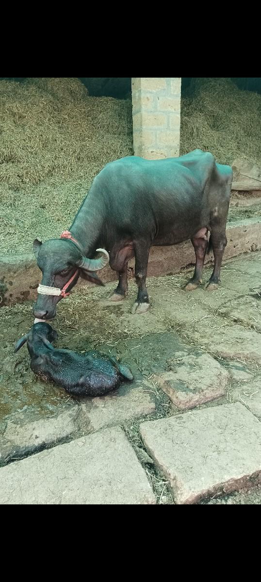 ભેંસ વેચવાની છે